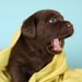 犬の鳴き声がもつ意味とは？犬の気持ちを理解してしつけや騒音対策に生かそう