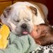 女の子の上で犬が眠ってしまったので、助けようとした結果…思っていたのと違う『まさかの光景』が7万再生「ふたりとも可愛い」「めんこい」の声
