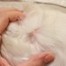 犬の膿皮症の基礎知識～症状・治療・自宅でのケアについて～
