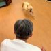 幼稚園に預けられていた犬のお迎えへ→『そのまま帰るかな』と思ったら…あまりにも尊い『帰りの儀式』が29万再生「メロメロ」「なんて可愛い」