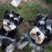【獣医師監修】ミニチュア・シュナウザーの体重はどれくらい？成犬の目安や月齢別の体重推移、太りすぎ・痩せすぎの見分け方まで解説