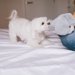 マルチーズのしつけ｜ベストな開始時期とトイレ・噛み癖・吠え対策の進め方