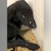 施設の隅で人間を怖がっていた『元野犬』を飼った結果→食事もままならず、3ヶ月後…涙あふれる『表情の違い』に思わず感動「素晴らしい」