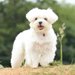 マルチーズの犬種情報