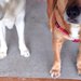 民宿の看板犬を務める2匹の犬→1週間泊まってくれたお客さんが帰ったあと…『まさかの表情』に4万いいね「絶対また行きたくなる」「寂しい顔」