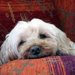 老犬の夜鳴き対策による睡眠薬の服用の注意点や痴呆について