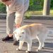 目が悪くなってきたおばあちゃん犬→それでもお外を歩きたくて…あまりにも尊い『お散歩を楽しむ光景』に反響「愛が詰まってる」「ほっこり」