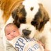 超大型犬が『生後3ヶ月の赤ちゃん』を子守りした結果…優しすぎる光景が7万再生「赤ちゃんが羨ましい」「泣けるくらい可愛い」と悶絶の声