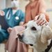 躾をせずに飼育し、手に負えなくなったラブラドール