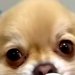 朝、赤ちゃんの『おしゃぶり』を紛失→見つからずに諦めていたら、犬がやってきて…『まさかの光景』が29万再生「怒れないｗｗ」「可愛すぎる」