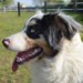 オーストラリアンシェパードの性格/特徴や飼い方、しつけ・寿命・値段について
