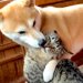 猫のことが大好きすぎる犬→愛が溢れて『チューをした』結果…思わず吹き出す攻防戦が454万再生「戦意喪失してて草」「大人しくて笑うｗｗ」