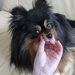 犬の歯磨きが必要な理由とわんちゃんが喜ぶ磨き方