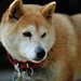 老犬のトイレ問題！シニア犬がお漏らしをする原因や飼い主ができる対策とは