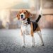 【獣医師監修】ビーグルってどんな犬種？特徴と性格や飼い方・価格相場まで解説