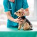 【獣医師監修】ヨークシャーテリアがかかりやすい病気は？症状・受診の目安・健康管理と早期発見を解説