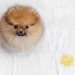 犬のトイレトレー手作りアイデア４選