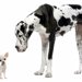 特定危険犬種について ～飼い主に求められる責任と資質～