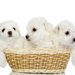 マルチーズの子犬の値段は？相場や価格が変わる理由、おすすめのブリーダーについて