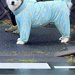 信号待ちで『反対側の超大型犬と目が合った』結果→小さな子供のような『表情の変化』が尊いと28万いいね「露骨で可愛い」「大きい赤ちゃん」