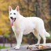 ホワイトスイスシェパードの性格や特徴/値段/飼い方や寿命について