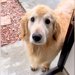 泥んこになって帰宅した大型犬→『待って！』と声をかけた結果…絶対に叱れない『可愛すぎる反応』が36万再生「やりきった顔が良いｗ」と反響