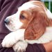 犬の里親の条件ってこれでいいの？「厳しすぎる」「現実的ではない」との声も