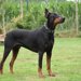 【獣医師監修】ドーベルマンってどんな犬種？特徴と性格や飼い方・価格相場まで解説