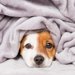 冬に犬をお留守番させる際に気をつけたいことについて現役獣医が解説