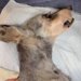 16歳の老犬が亡くなる前日、お兄ちゃんとビデオ通話した結果…涙が止まらない『まさかの行動』に感動「泣いてしまった…」「愛が溢れてる」