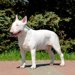 【獣医師監修】ブル・テリアってどんな犬種？特徴と性格や飼い方・価格相場まで解説