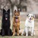 【獣医師監修】シェパードの種類一覧！ジャーマンだけじゃない代表犬種の特徴・性格を解説