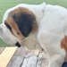 お友だちと一緒に遊びまくった超大型犬→『疲れたなあ』と近づいてきて…自分の大きさを理解していない光景が55万表示「子犬と思ってるｗ」