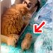 瀕死の状態で保護された赤ちゃん犬→先住猫たちが…あまりにも尊い『新しい家族との生活』が72万再生「優しい世界…」「元気になってね」と感動