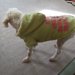 犬が亡くなる前にみせる行動について