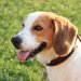 犬の抜け毛が多いランキング