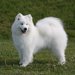 サモエドを飼うなら知っておきたい性格や飼い方
