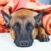 ベルジアン・シェパード・ドッグ・マリノアの性格や特徴、しつけや飼い方、寿命や病気について