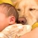 生まれた瞬間から『大型犬』と過ごした赤ちゃん→いつもそばで寄り添って…種族の壁を超えた『尊い成長記録』が296万再生「泣ける」「平和すぎ」