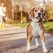 犬用ロングリード10選！選ぶポイントや絡まない上手な使い方も紹介