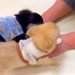おばあちゃんと初めて会った2匹の赤ちゃん犬→何をしても褒めてくれて…とんでもなく尊い光景が139万再生「全員かわいい」「仲間に入りたい」