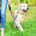 犬のコマンドとは？しつけで使える用語一覧（日本語・英語）
