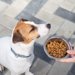 犬がドッグフードを食べない5つの理由！対処法やフードへの工夫、おすすめ商品まで紹介