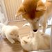 生後32日目の赤ちゃん犬たちが『ママ犬に反抗した』結果…母として『教育熱心に指導する光景』が尊すぎると12万再生「母は偉大」「ほっこり」