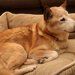 犬の11歳は人間年齢に換算すると何歳？老化サインの見分け方や平均寿命を延ばす秘訣まで