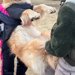 遊びに夢中で呼んでも無視する大型犬→仕方がないので、二人がかりで…強制連行される光景と『まさかの表情』が話題「意思の強さｗｗ」「精神力」