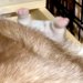 母犬に挟まれ『おしりを丸だし』にしていた赤ちゃん犬→たったの3ヶ月後…同じ犬とは思えない『成長』が379万再生「たまらん」「どちらも最高」