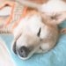 『亡くなる3時間前の犬』に話しかけた結果…力を振り絞った『まさかの行動』が14万再生「涙が止まらない」「絶対にありがとうって言ってる」