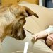 初めて赤ちゃんに近づいた『元猟犬』→『大丈夫かな』と心配していたら…愛を感じる『尊い成長記録』が63万再生「なんて優しい瞳」「素敵すぎ」