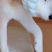 18歳のおじいちゃん犬が頭をぶつけないために『手作りのヘッドギア』をつけてみた結果…あまりに愛おしい光景が31万再生「可愛すぎて泣ける」